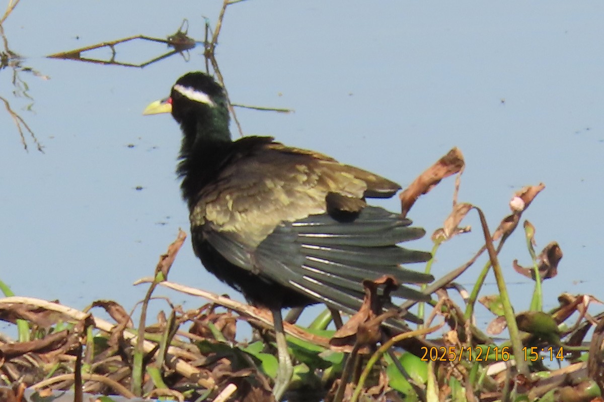 Bronze-winged Jacana - ML647017982