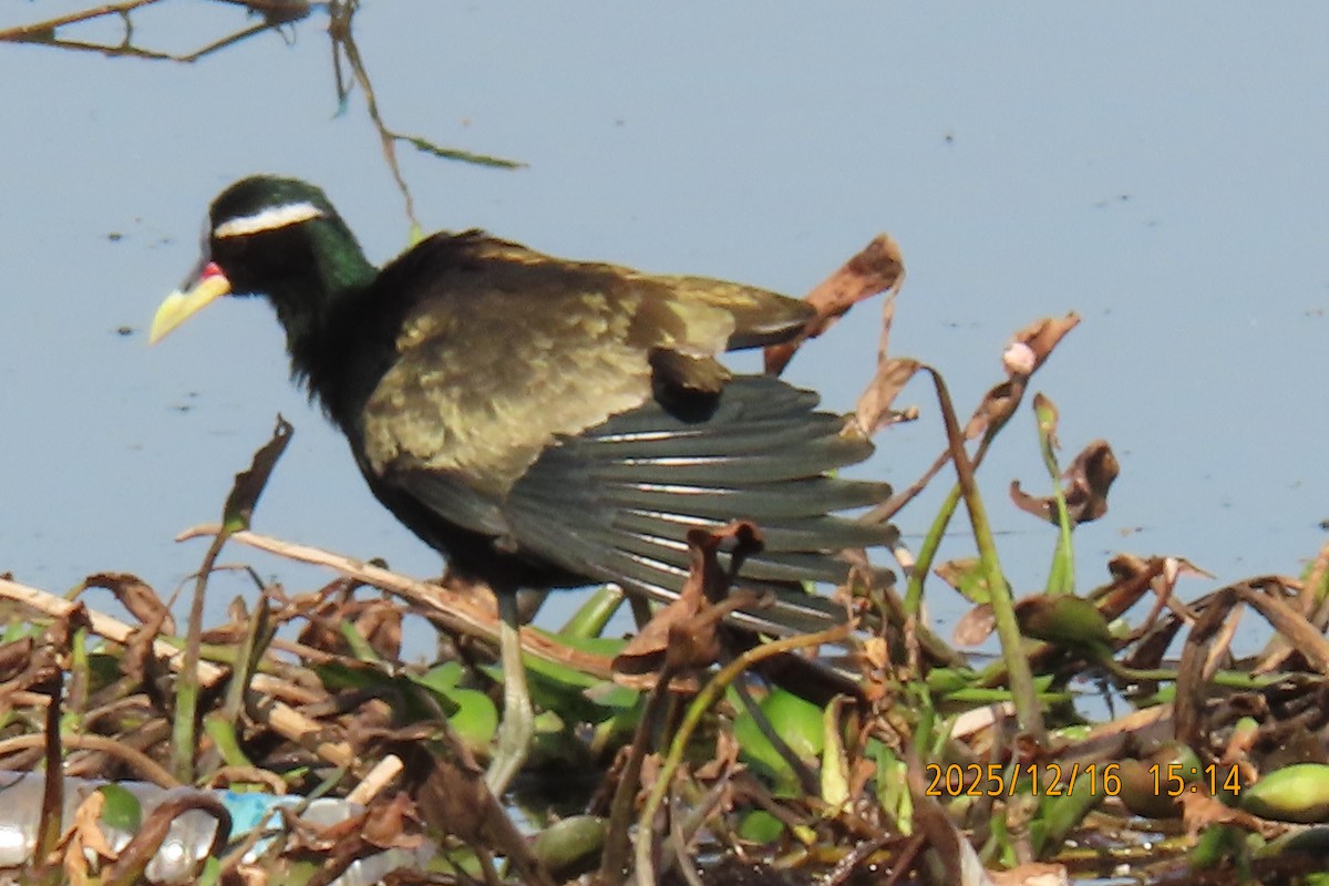 Bronze-winged Jacana - ML647017983