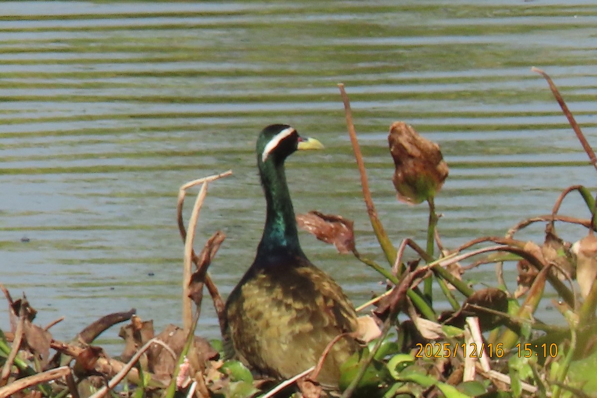 Bronze-winged Jacana - ML647017989
