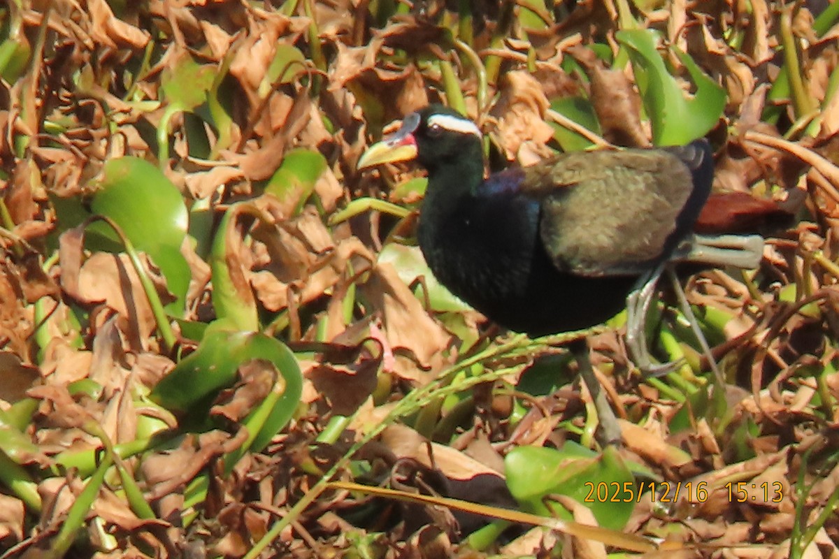 Bronze-winged Jacana - ML647017994