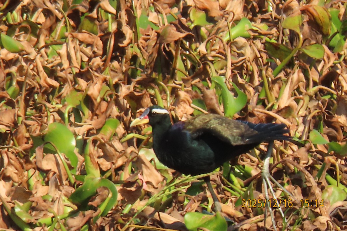 Bronze-winged Jacana - ML647017995