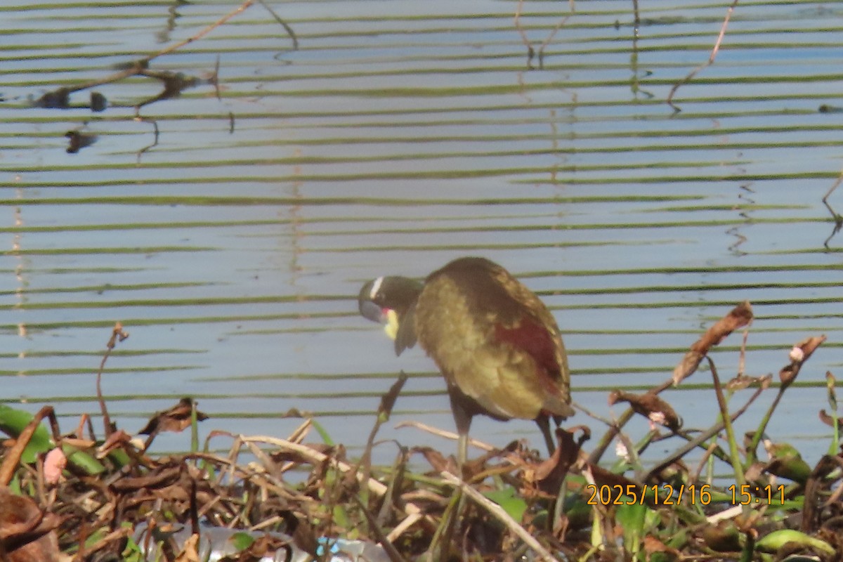 Bronze-winged Jacana - ML647017996