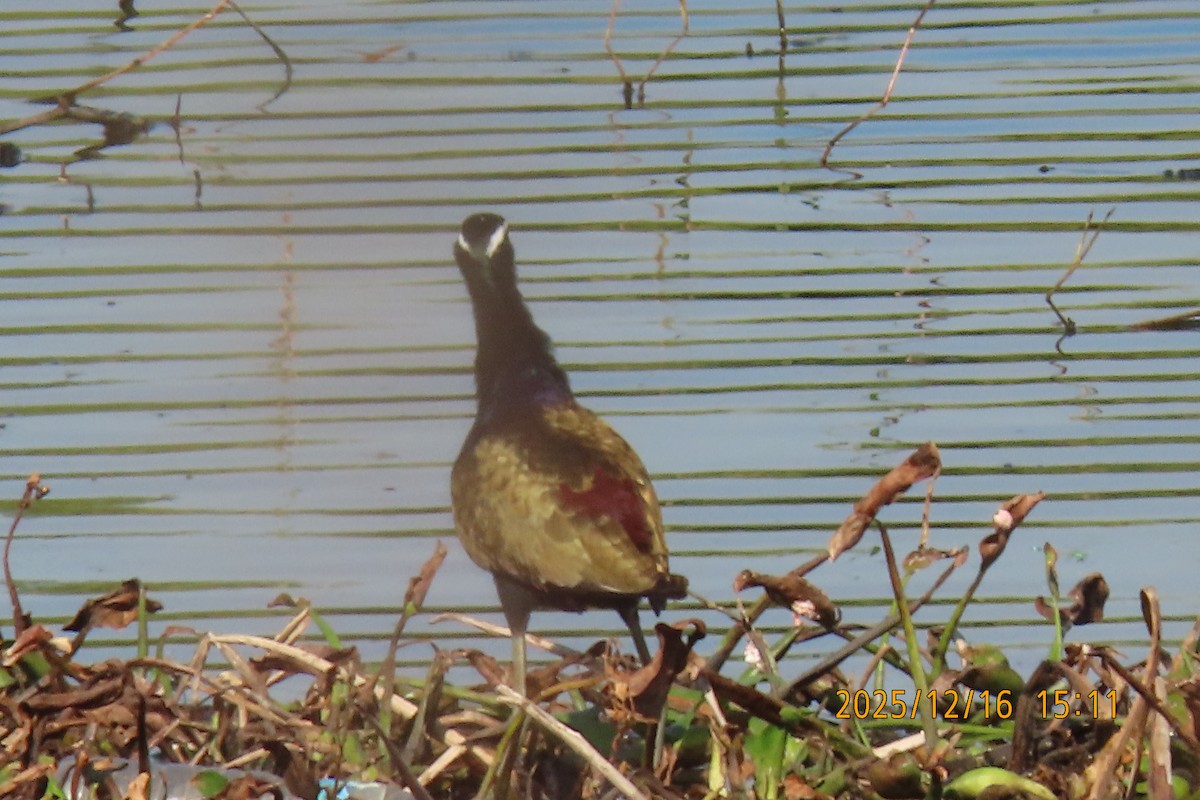 Bronze-winged Jacana - ML647017997