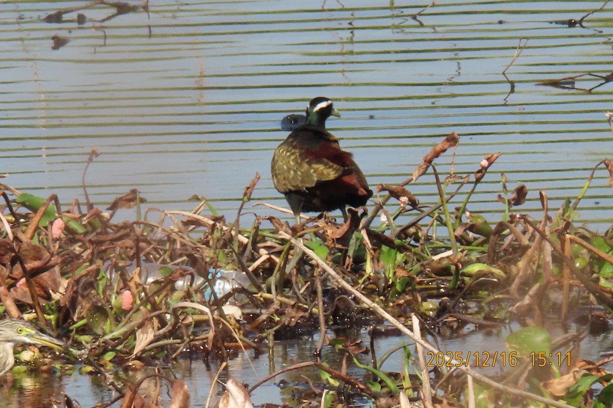 Bronze-winged Jacana - ML647017998