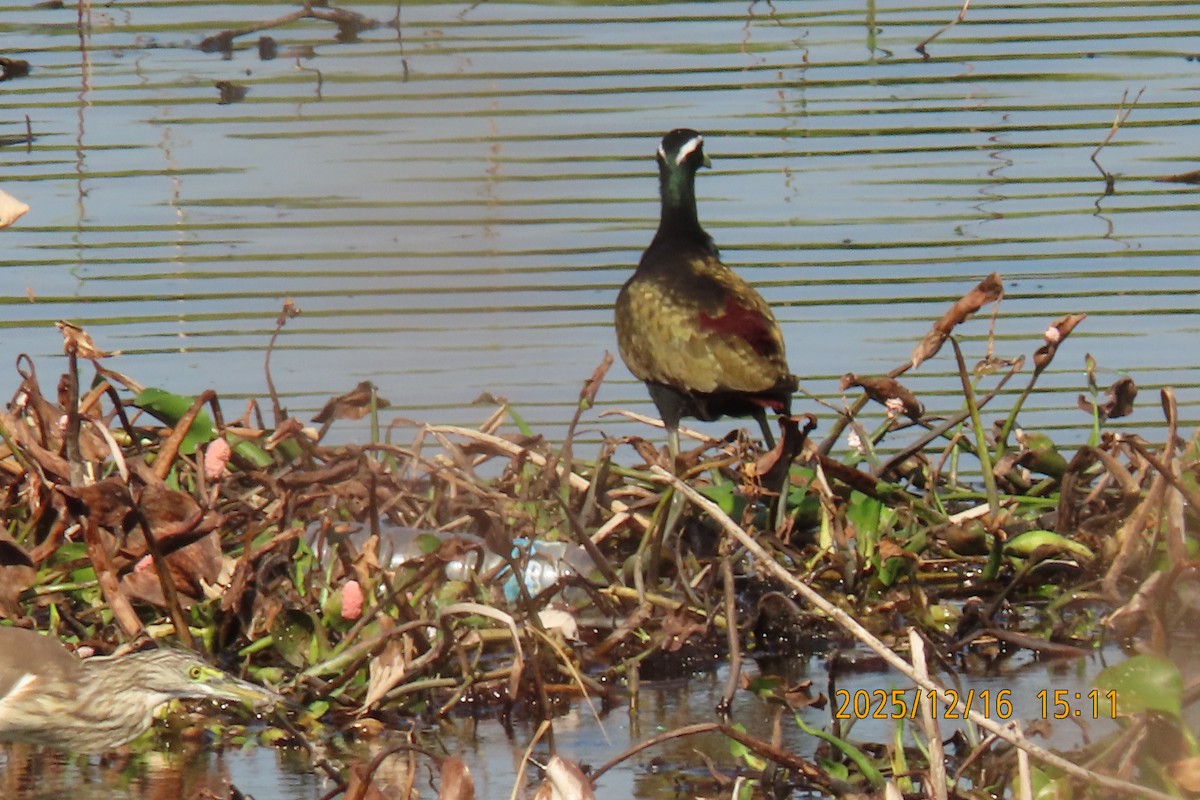 Bronze-winged Jacana - ML647017999
