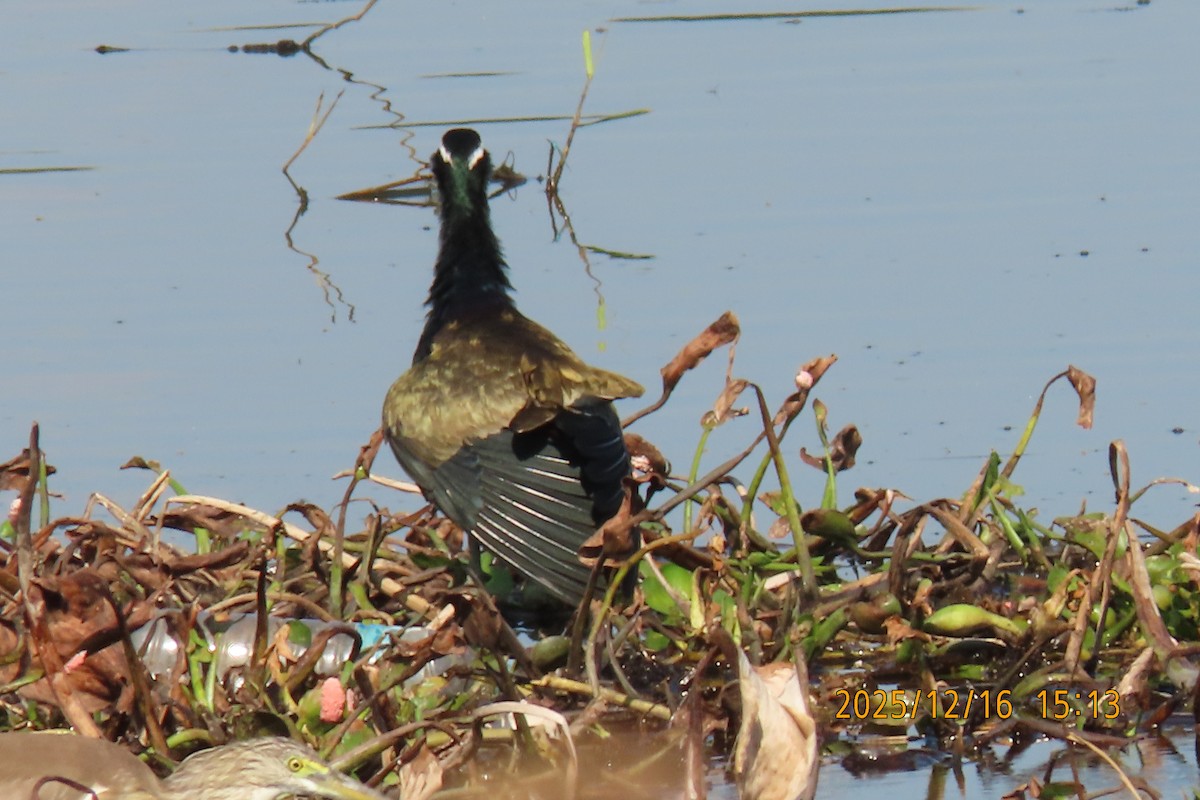 Bronze-winged Jacana - ML647018000