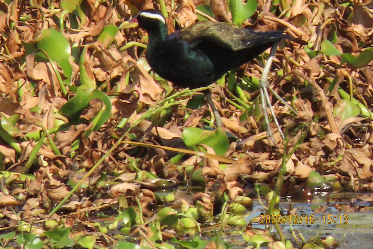 Bronze-winged Jacana - ML647018001