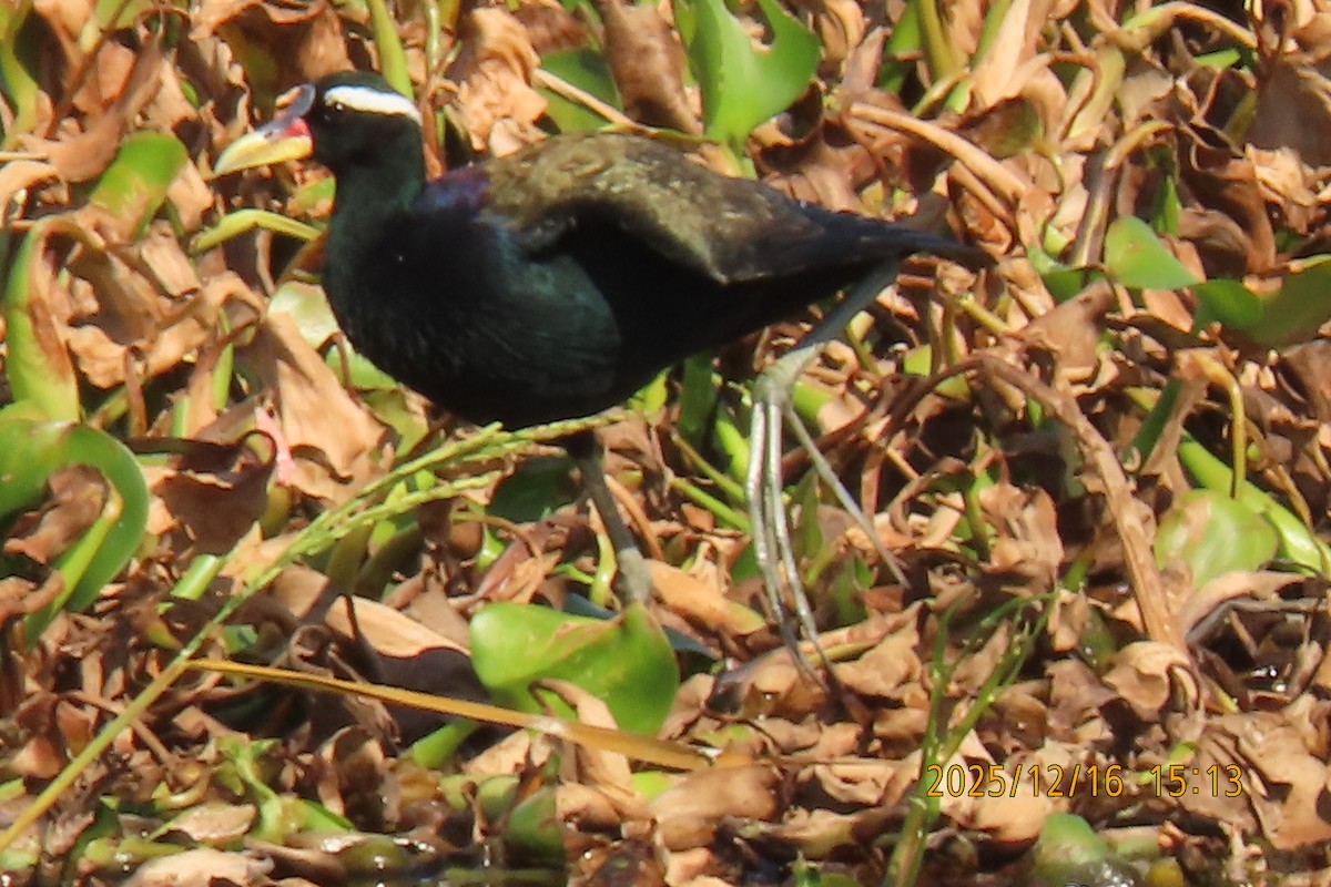 Bronze-winged Jacana - ML647018002