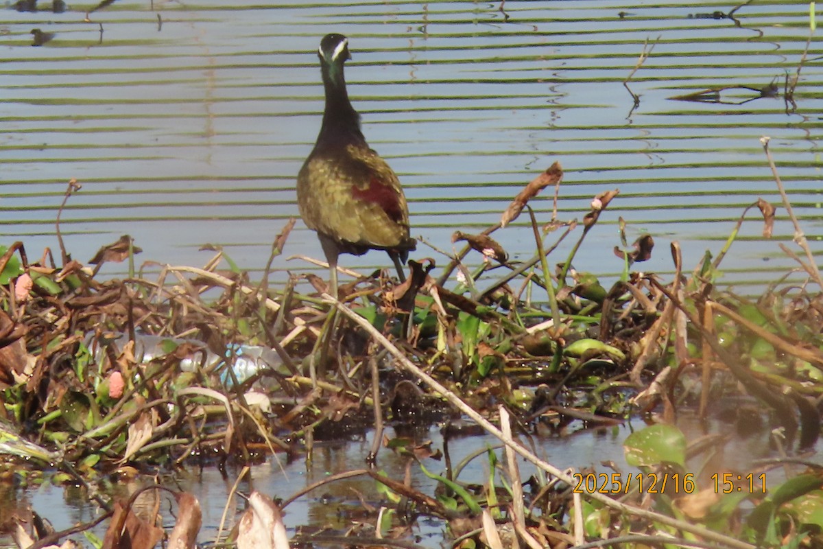 Bronze-winged Jacana - ML647018003