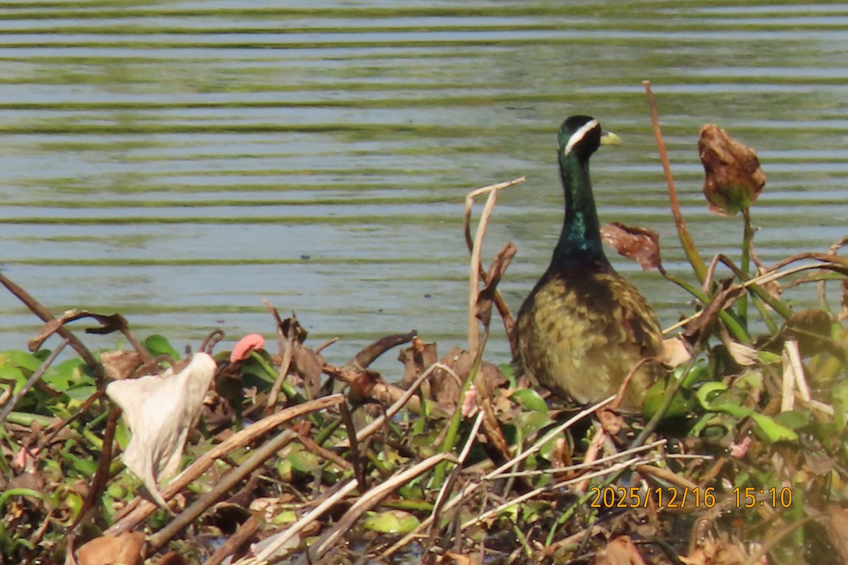 Bronze-winged Jacana - ML647018004