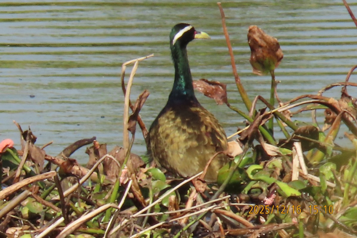 Bronze-winged Jacana - ML647018005