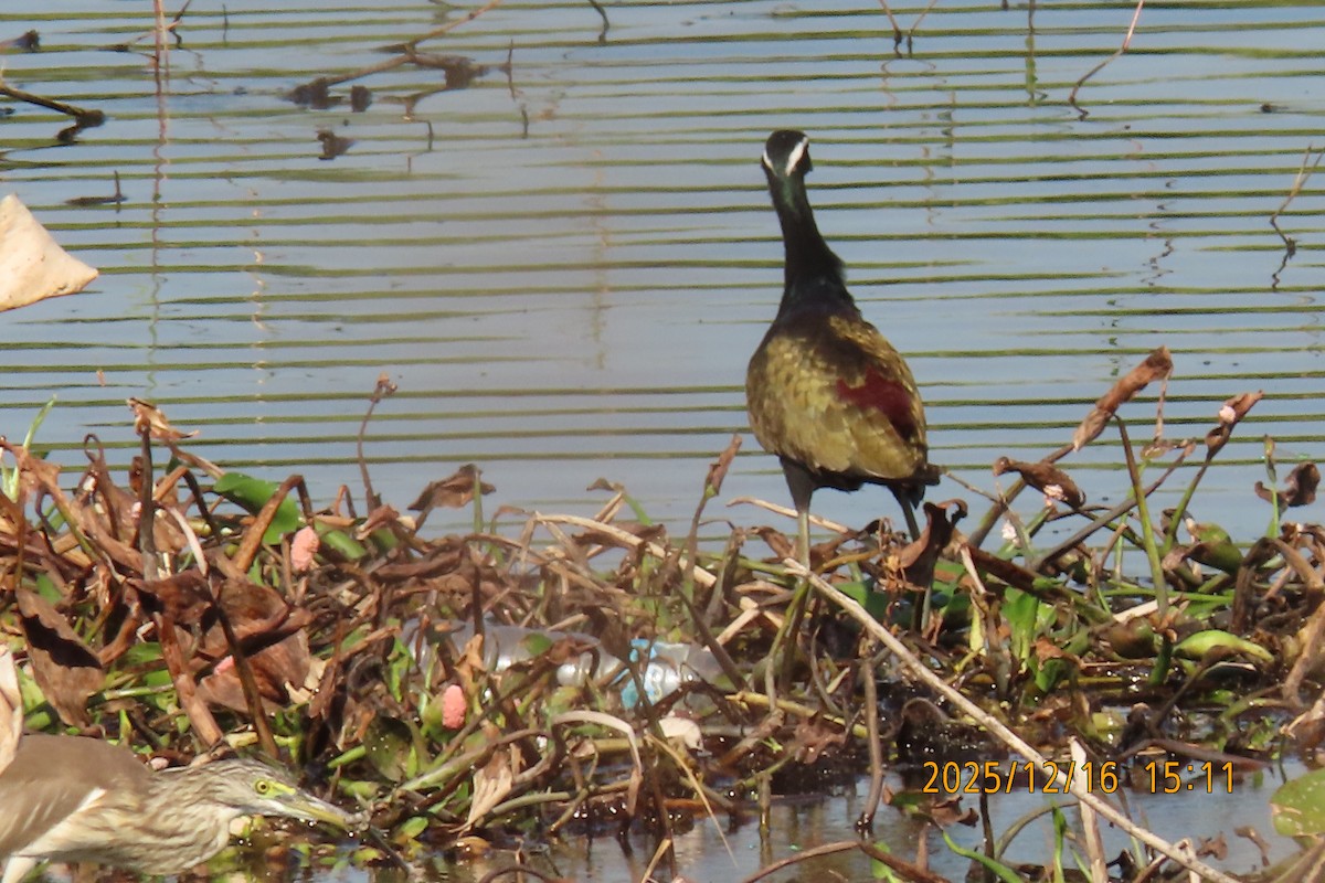 Bronze-winged Jacana - ML647018006