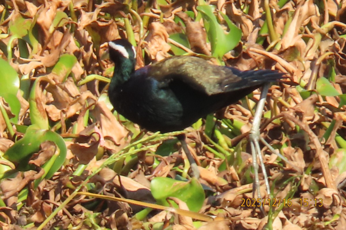 Bronze-winged Jacana - ML647018007