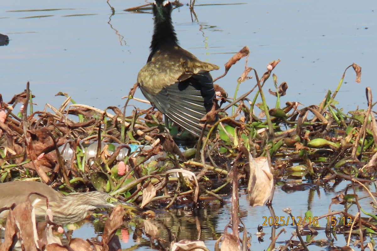 Bronze-winged Jacana - ML647018008