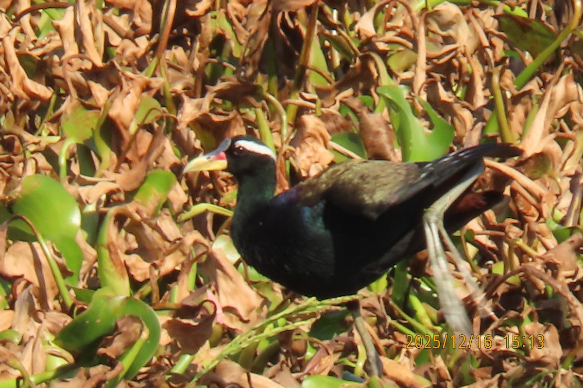 Bronze-winged Jacana - ML647018009
