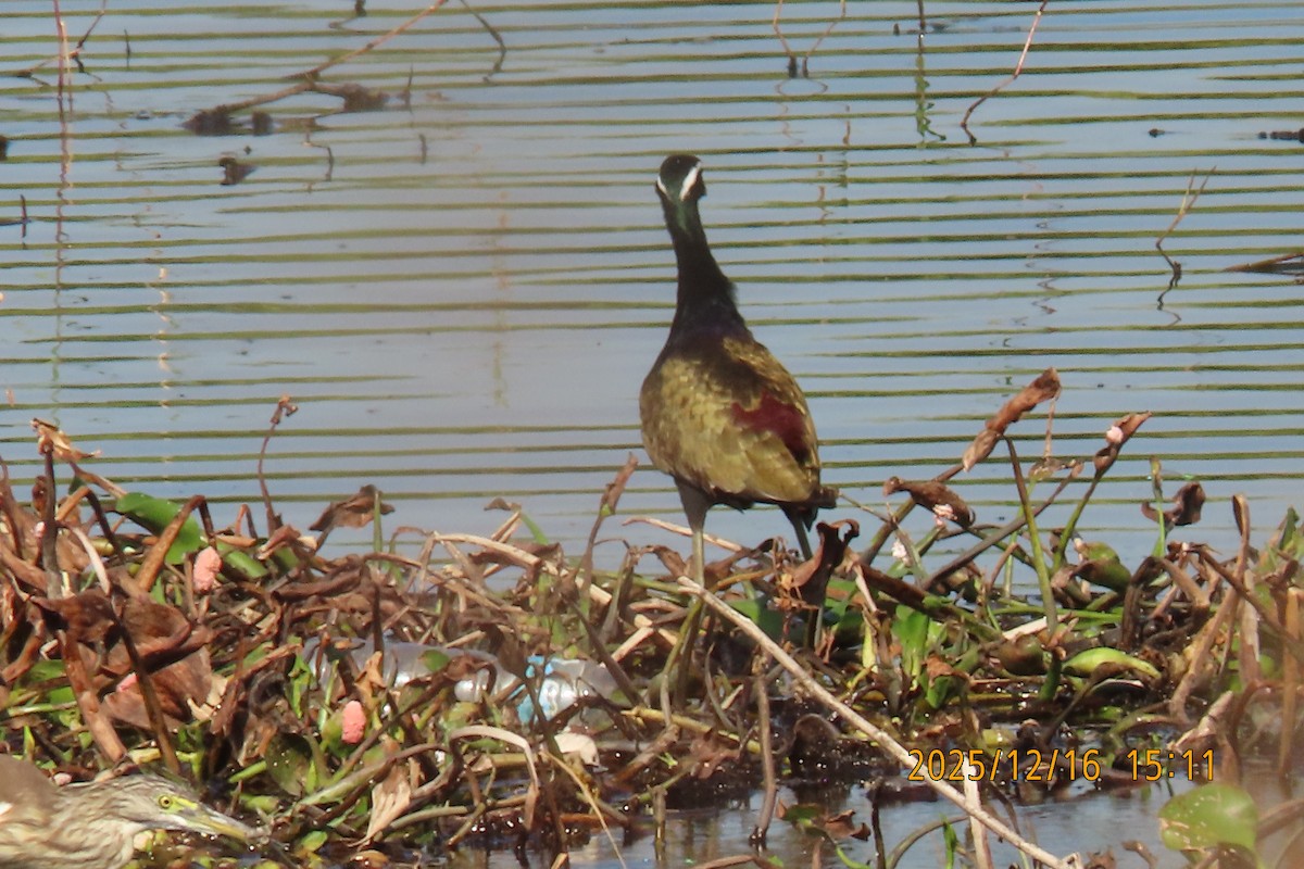 Bronze-winged Jacana - ML647018010