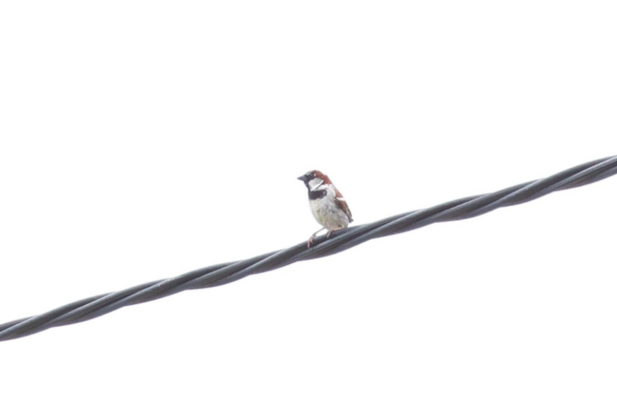 vrabec domácí - ML647018011