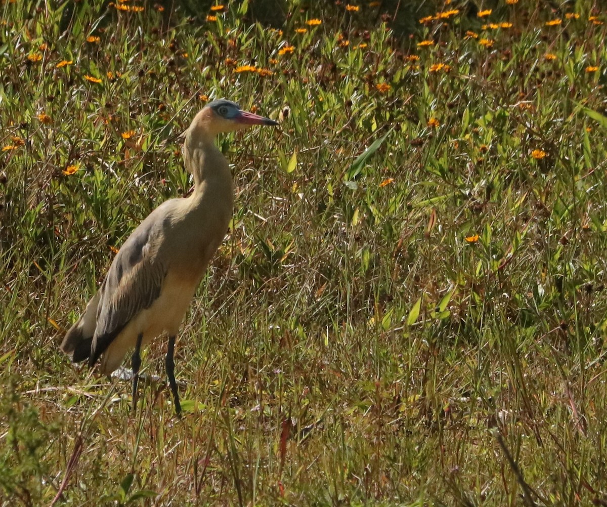 Whistling Heron - ML647018013