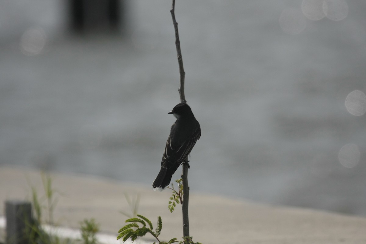 Eastern Kingbird - ML647018014