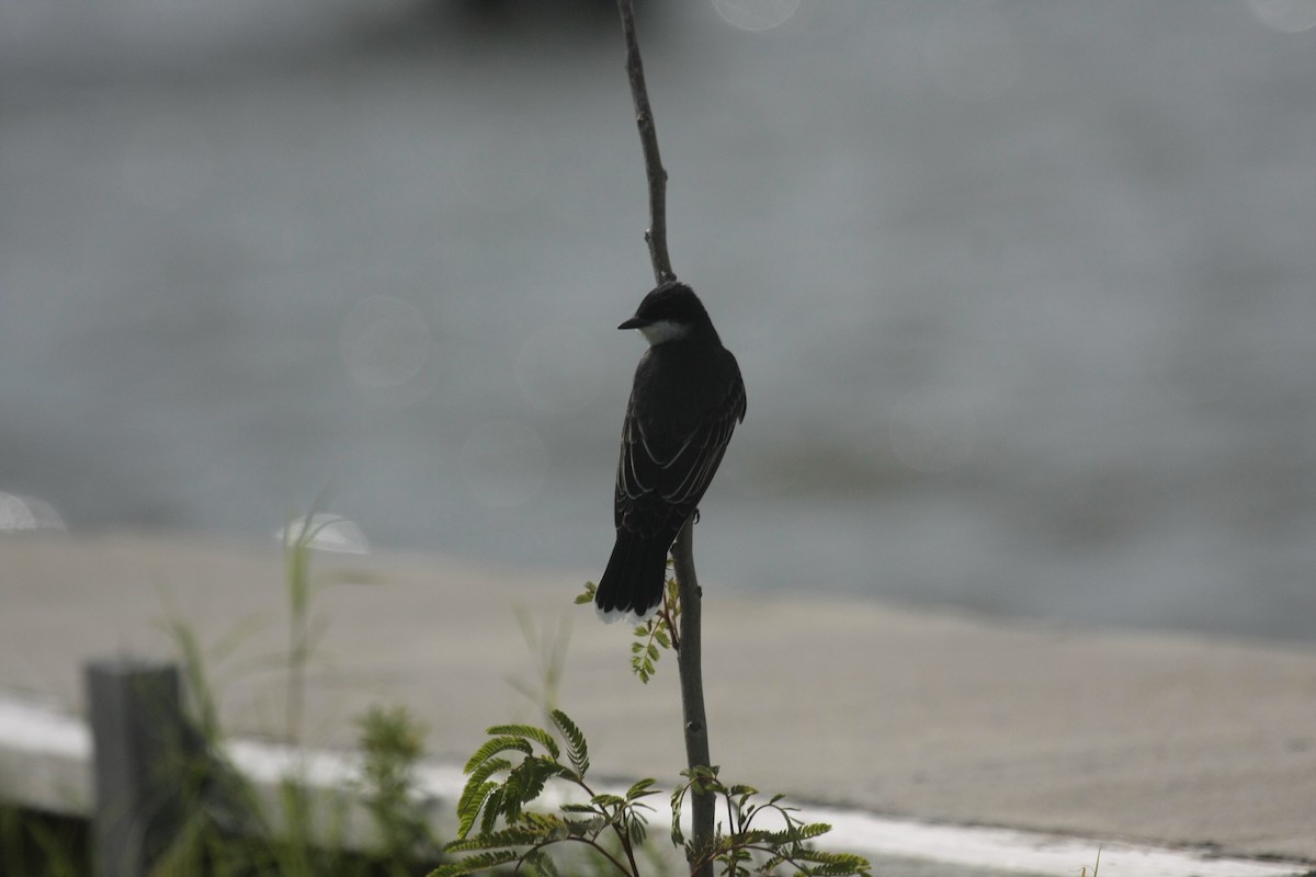 Eastern Kingbird - ML647018015