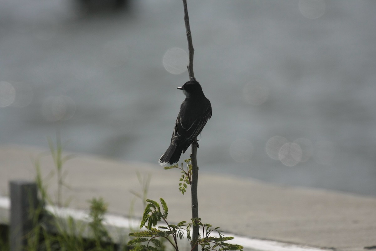 Eastern Kingbird - ML647018016