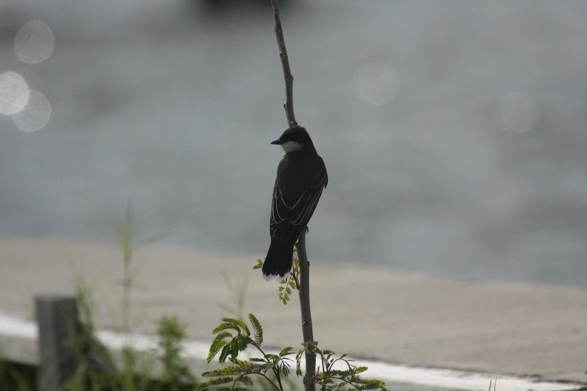 Eastern Kingbird - ML647018017