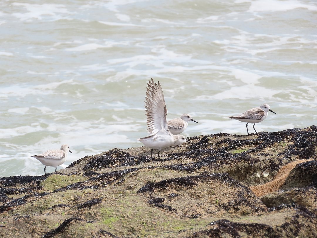 Песчанка - ML647018025
