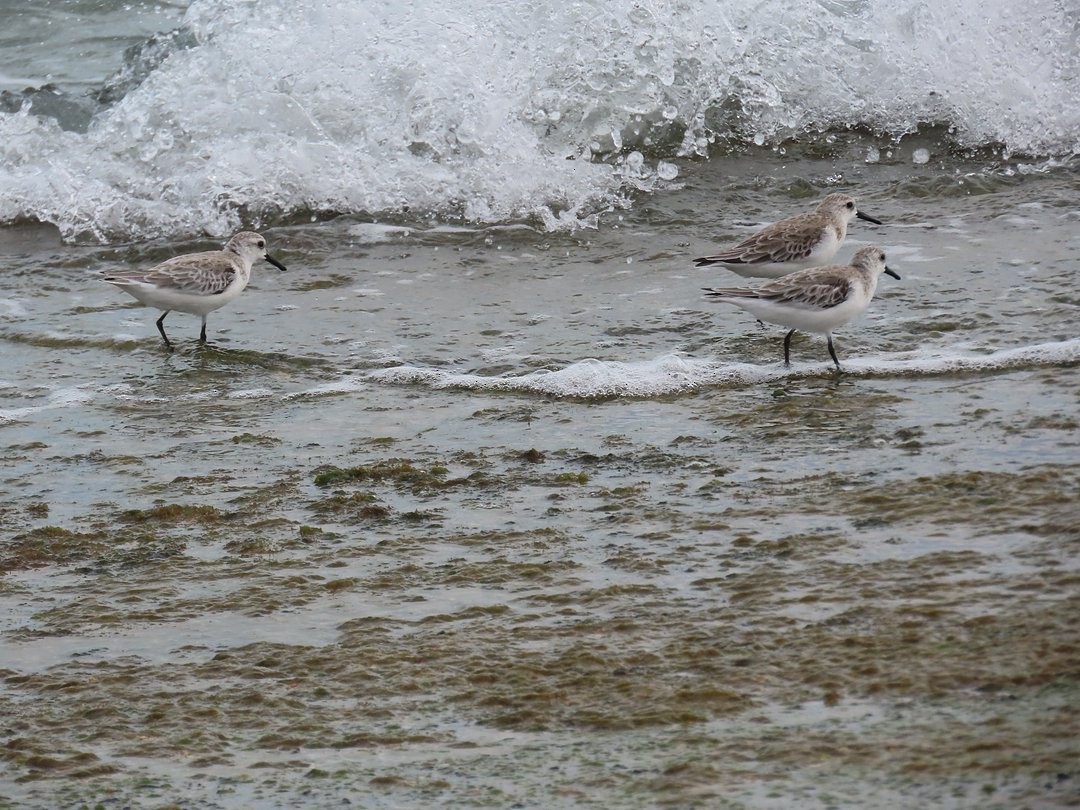 Песчанка - ML647018026