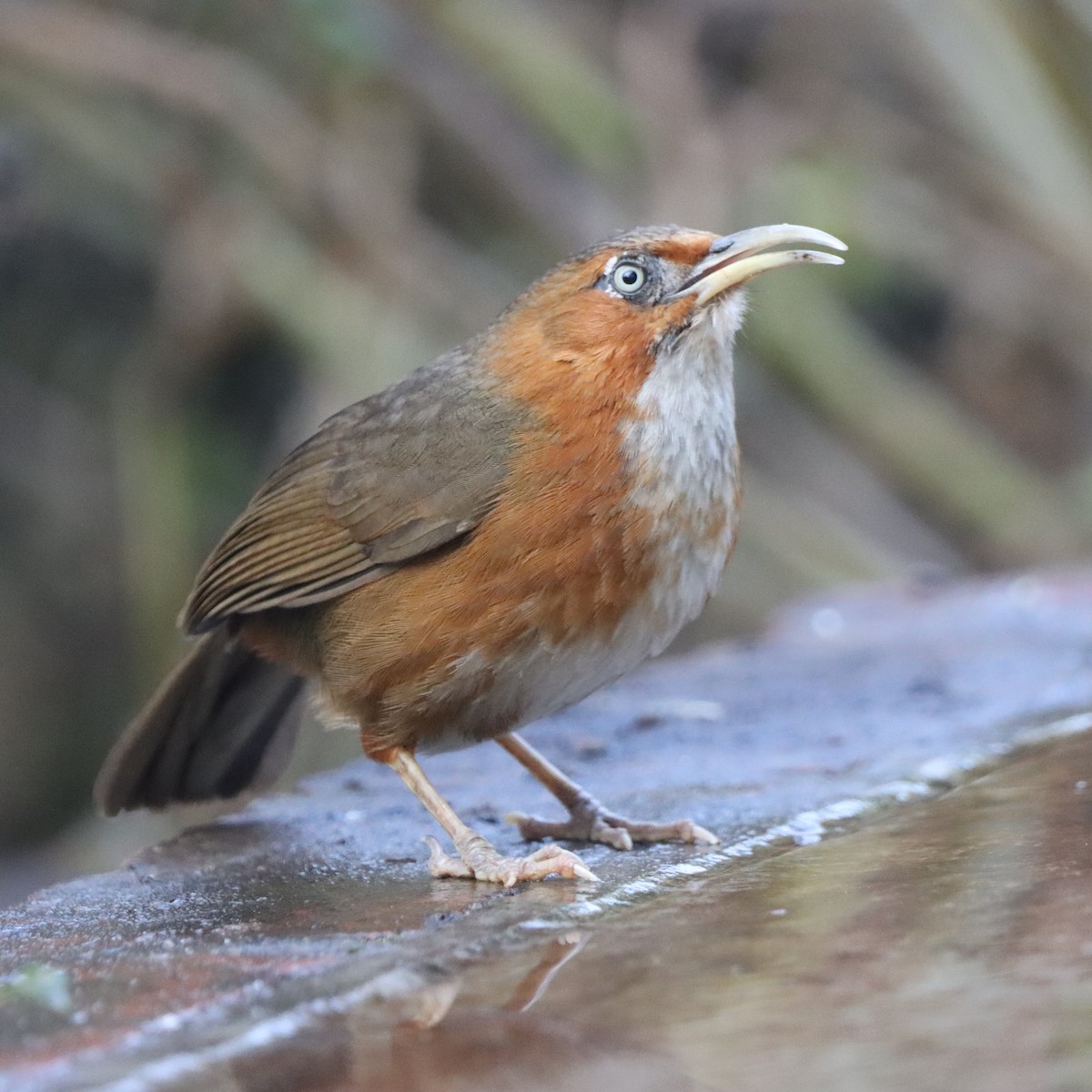 Rusty-cheeked Scimitar-Babbler - ML647018030
