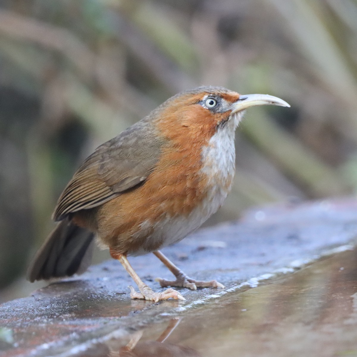 Rusty-cheeked Scimitar-Babbler - ML647018035