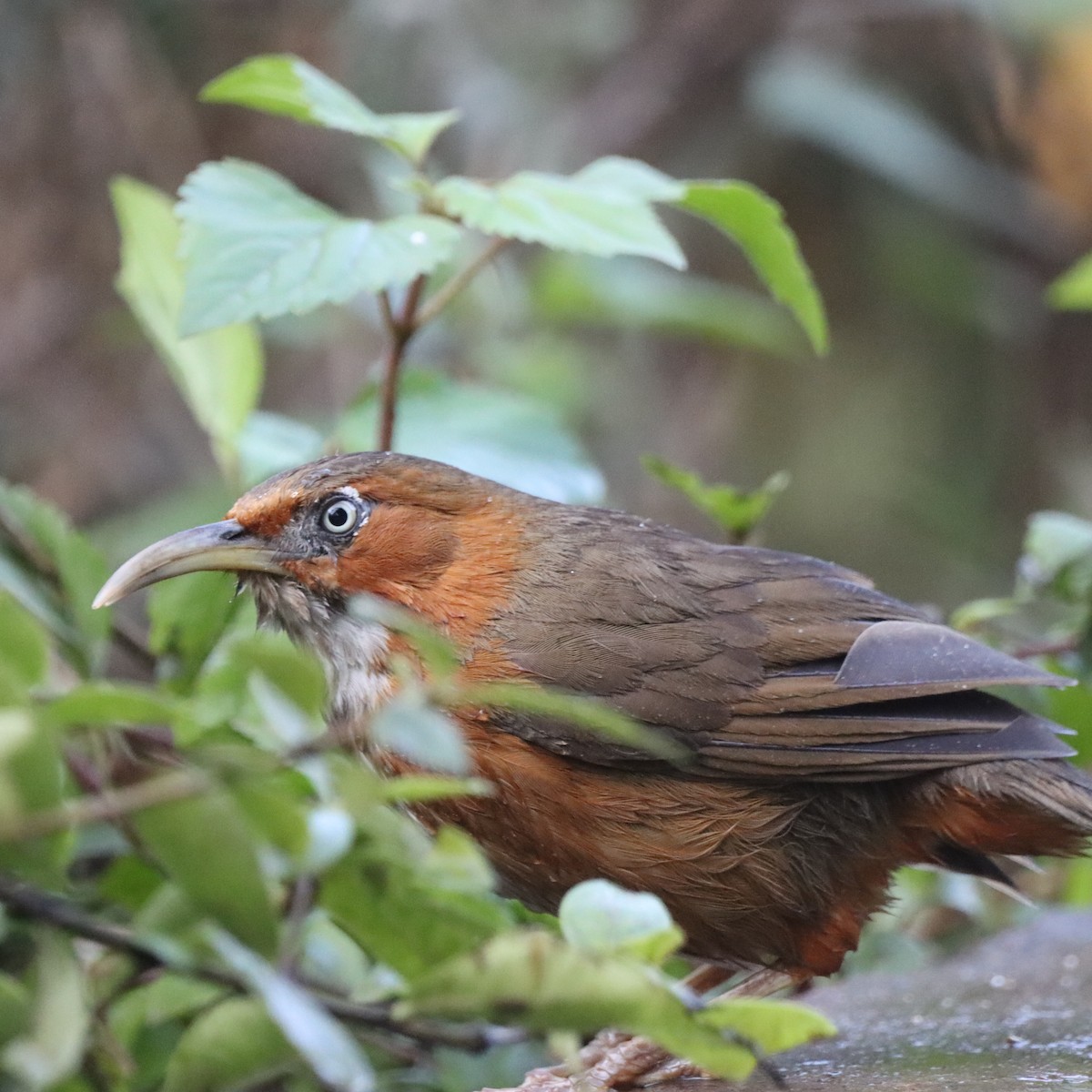 Rusty-cheeked Scimitar-Babbler - ML647018063