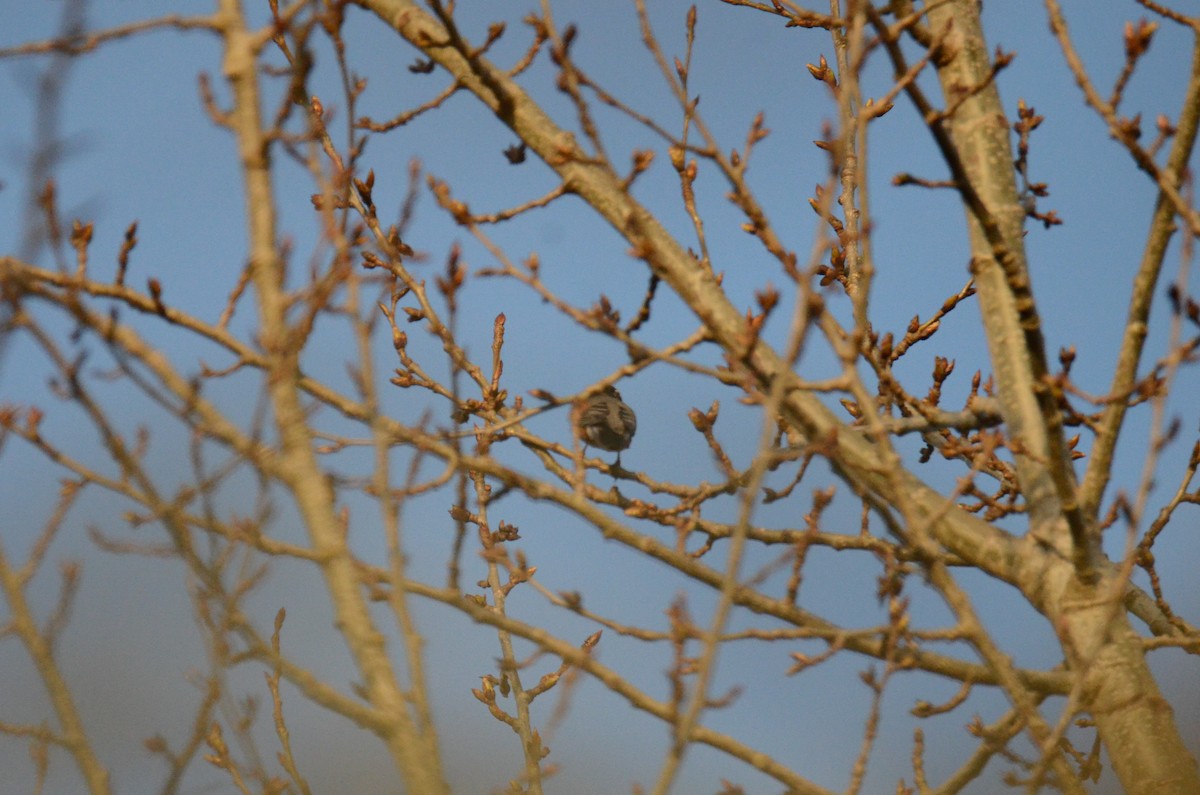 American Robin - ML647018069