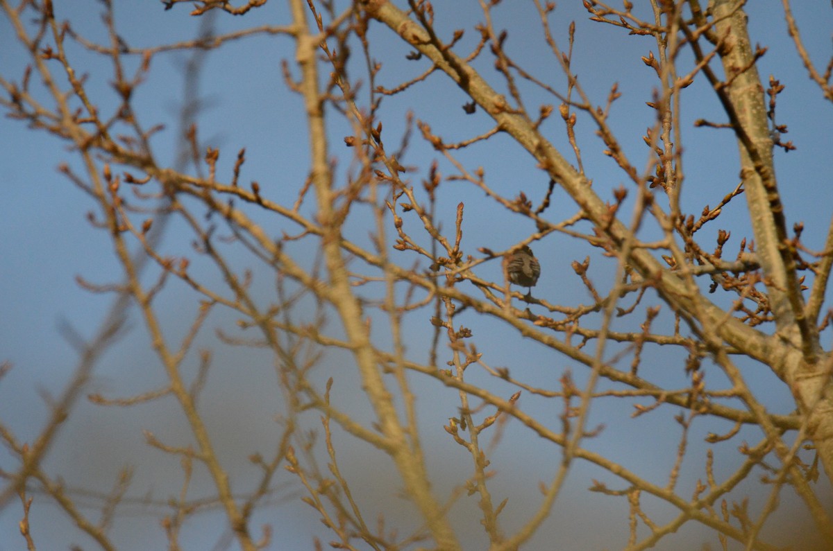 American Robin - ML647018070
