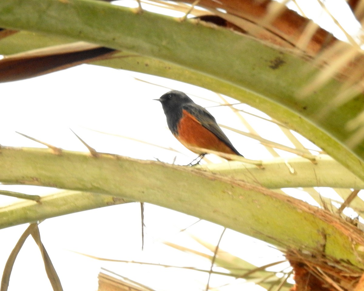 rehek domácí - ML647018077