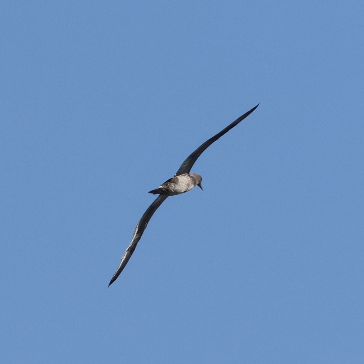Northern Gannet - ML647018086