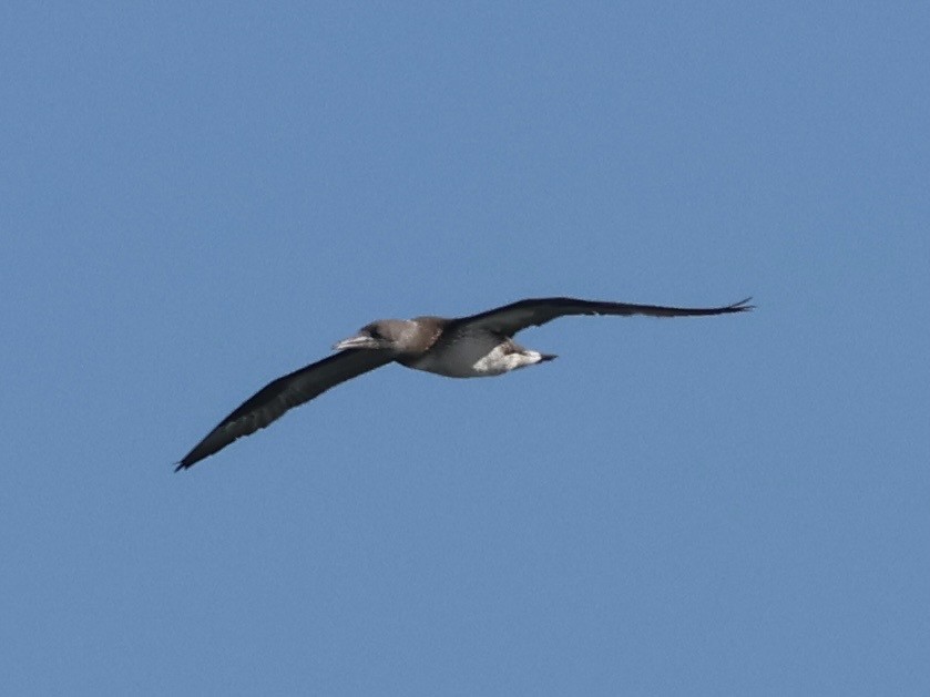 Northern Gannet - ML647018087