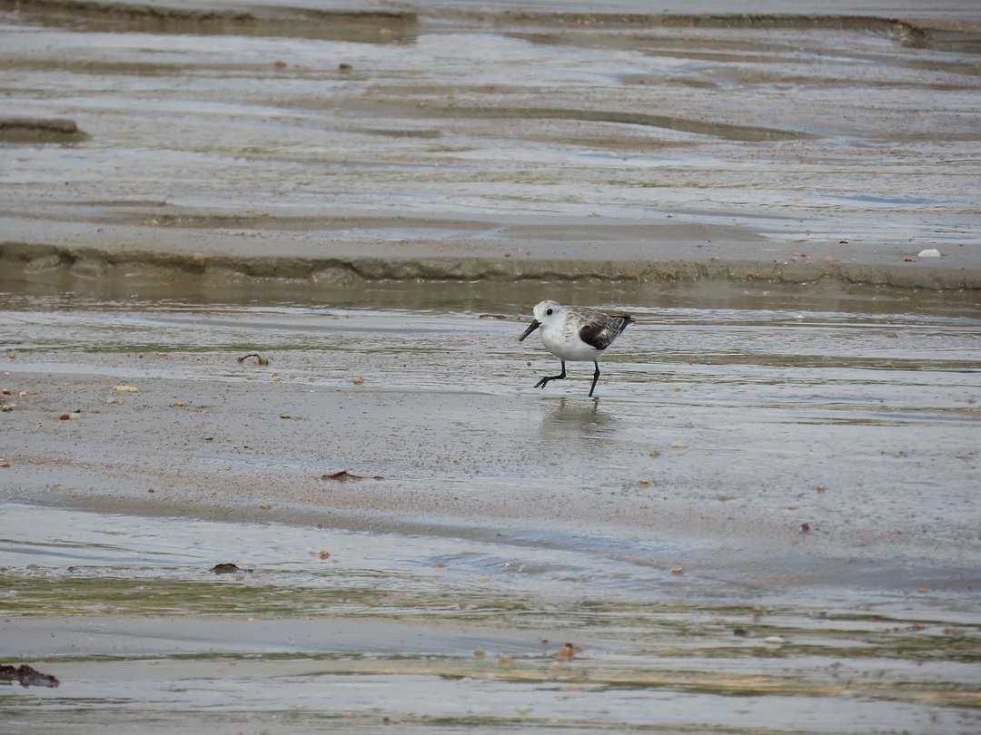 Песчанка - ML647018109