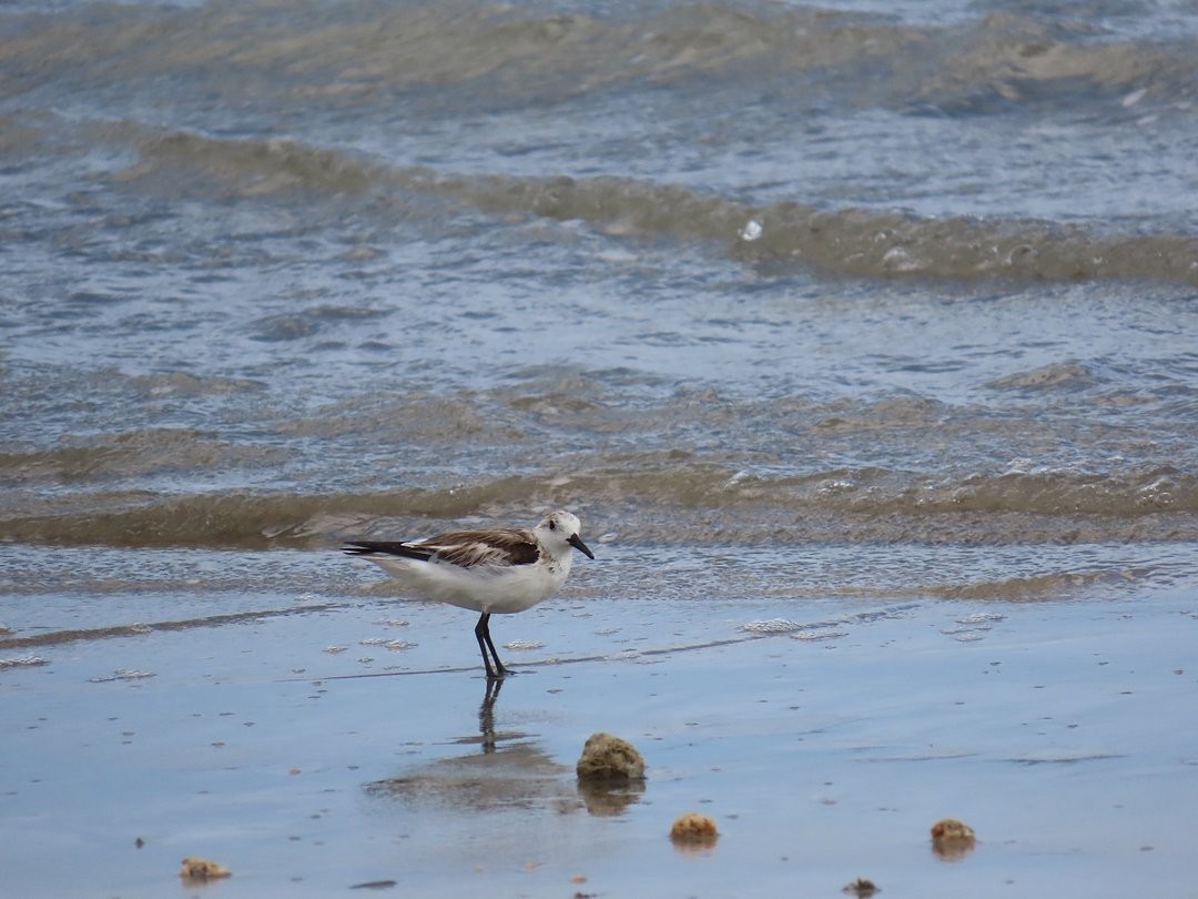 Песчанка - ML647018110