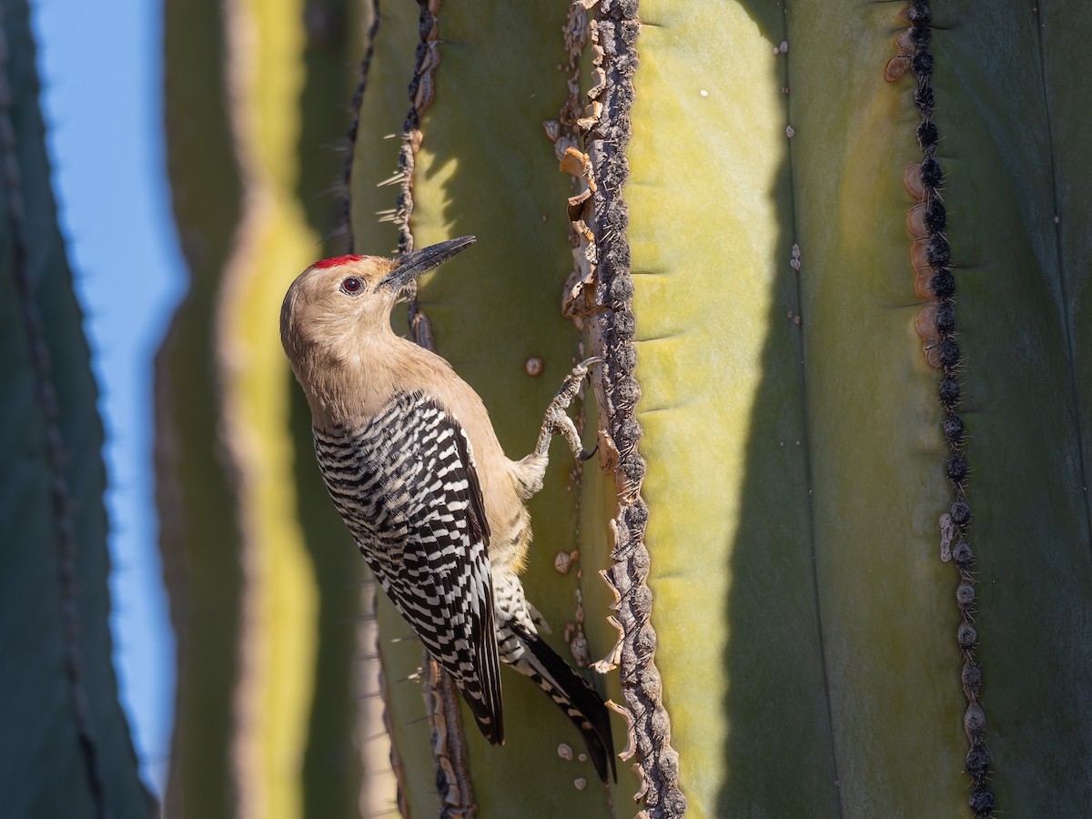 Carpintero de Gila - ML647018111