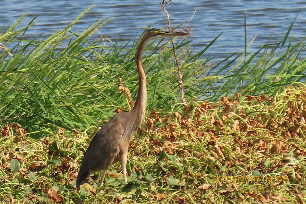 Purple Heron - ML647018121