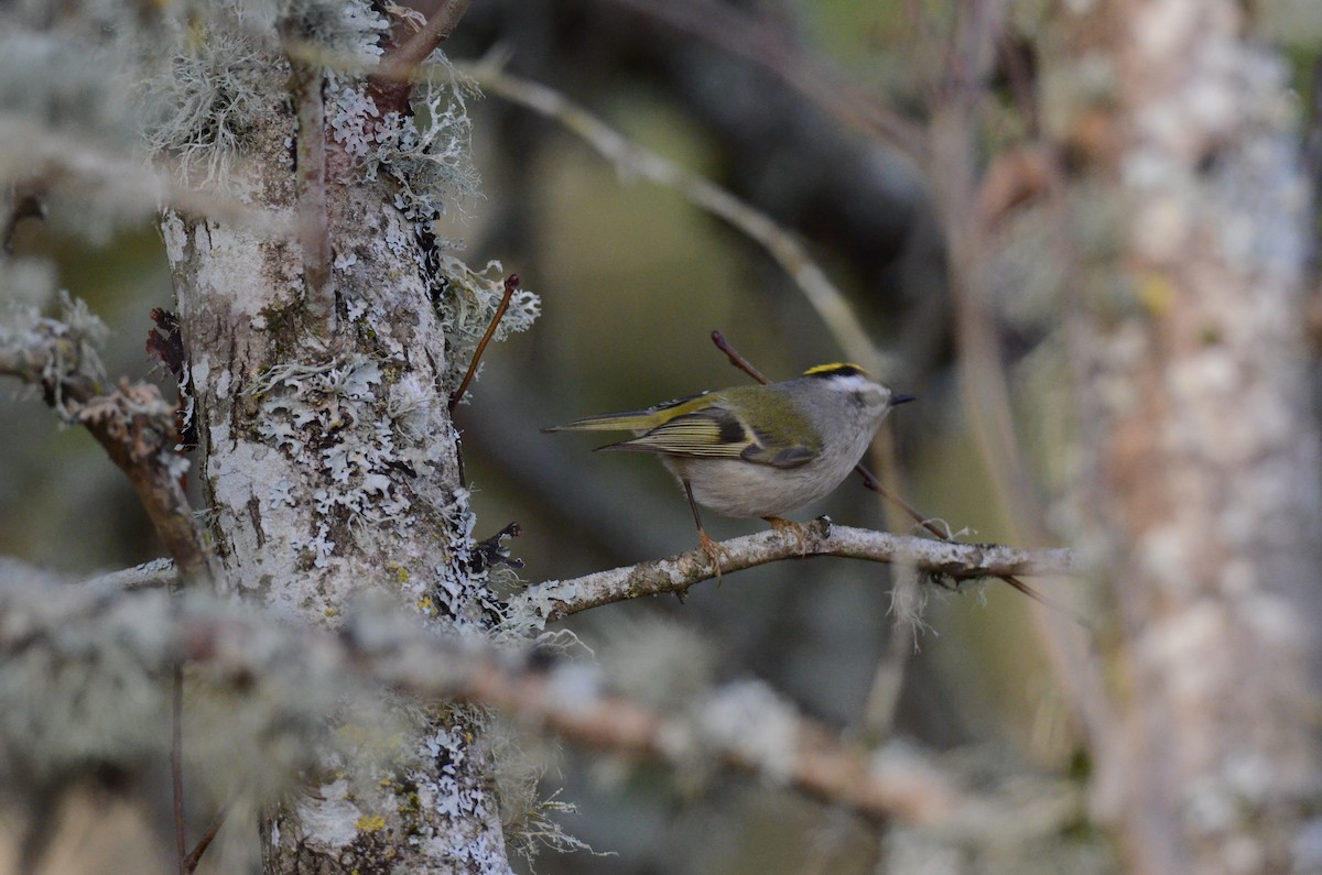 Golden-crowned Kinglet - ML647018132