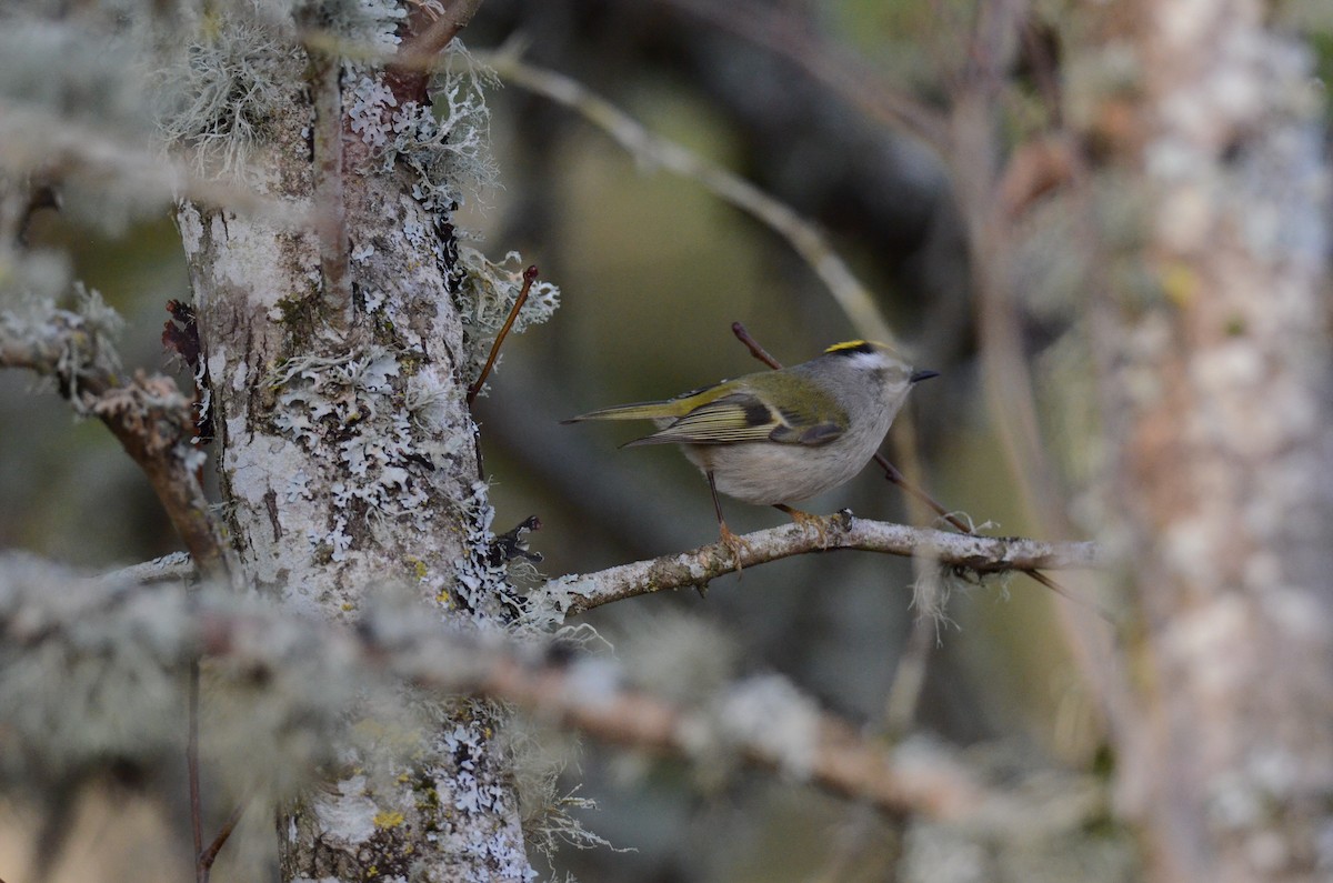 Golden-crowned Kinglet - ML647018133