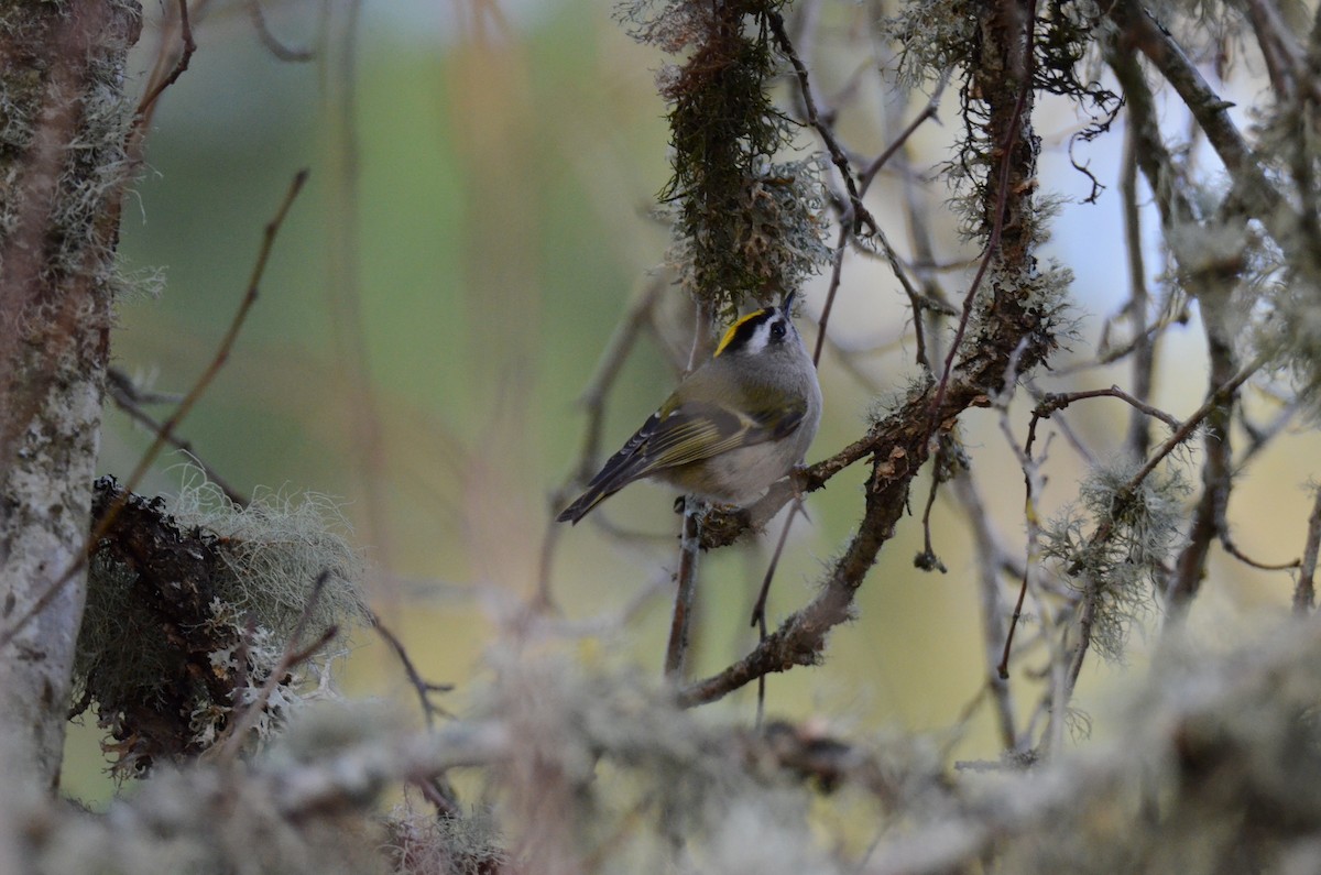 Golden-crowned Kinglet - ML647018136