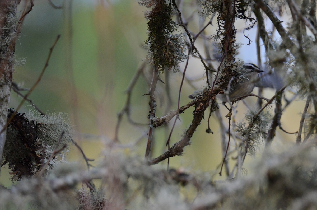 Golden-crowned Kinglet - ML647018138