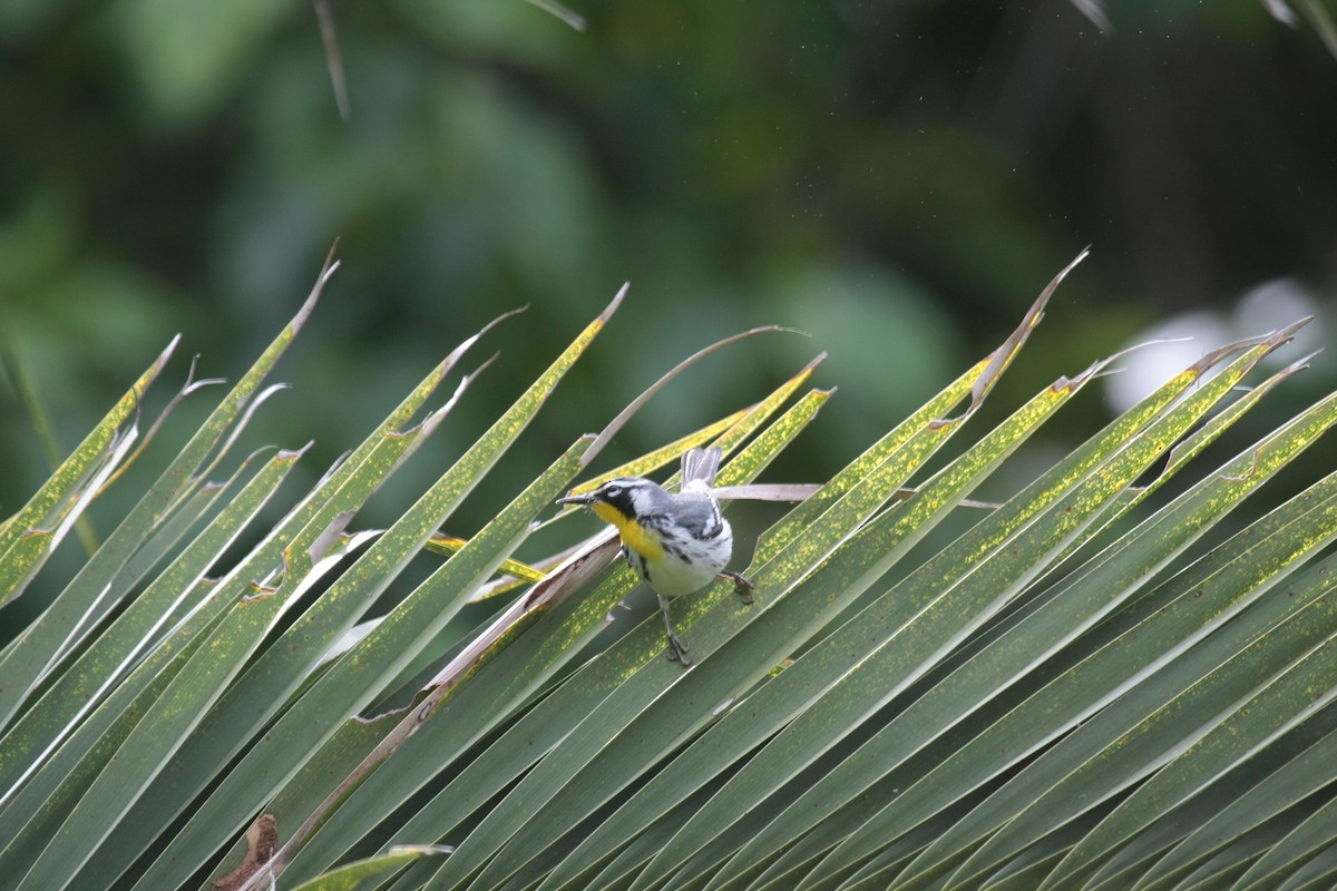 Yellow-throated Warbler - ML647018139