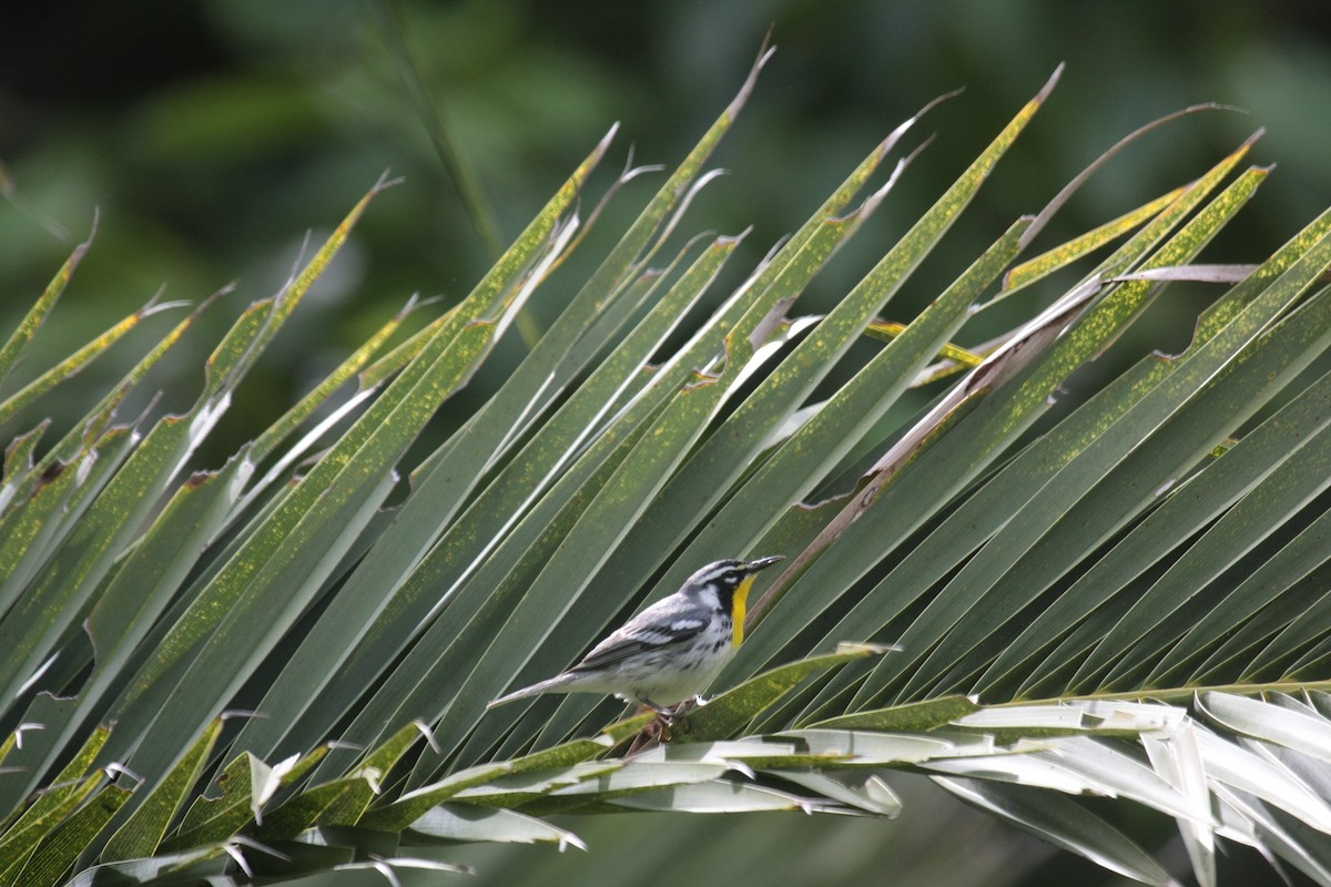 Yellow-throated Warbler - ML647018140