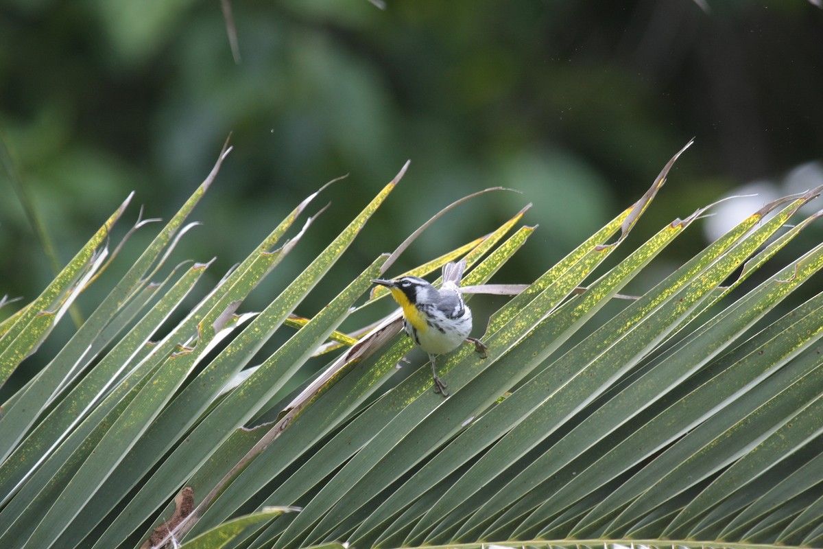 Yellow-throated Warbler - ML647018141