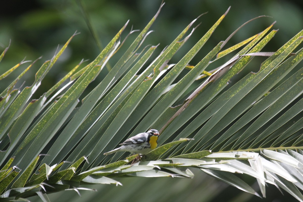 Yellow-throated Warbler - ML647018143