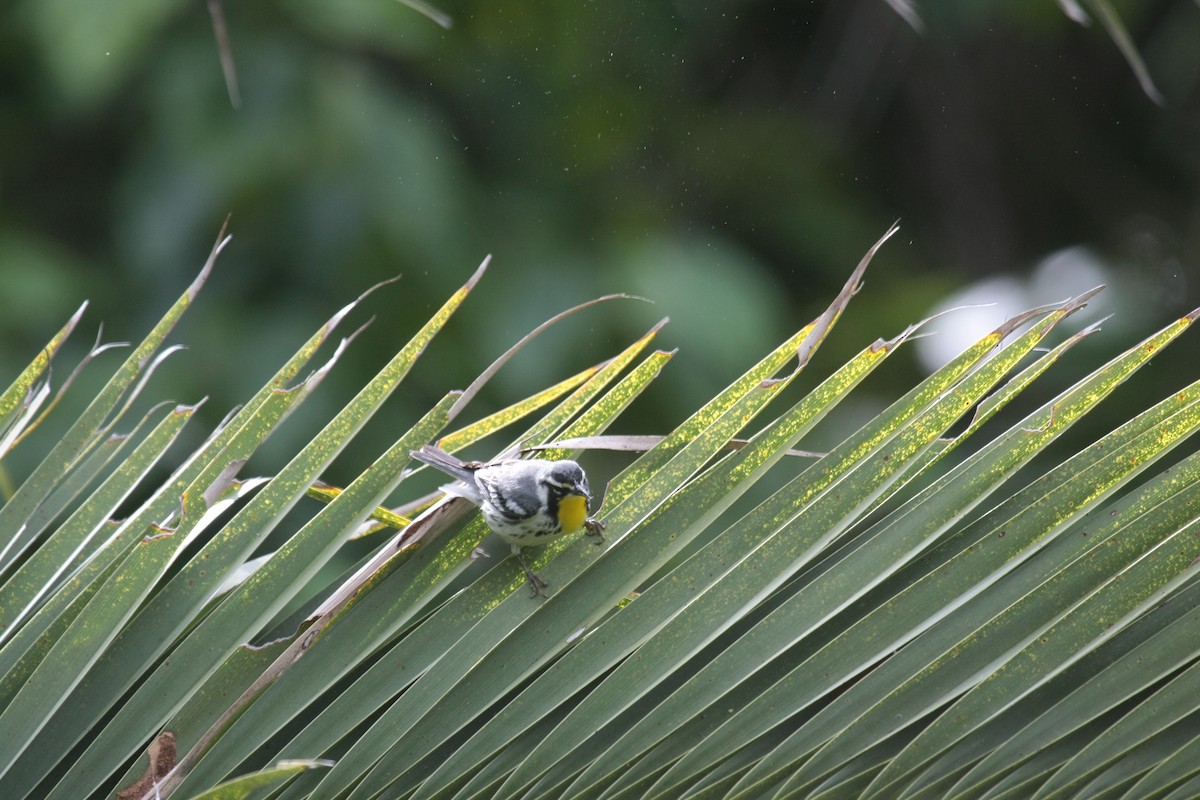 Yellow-throated Warbler - ML647018144