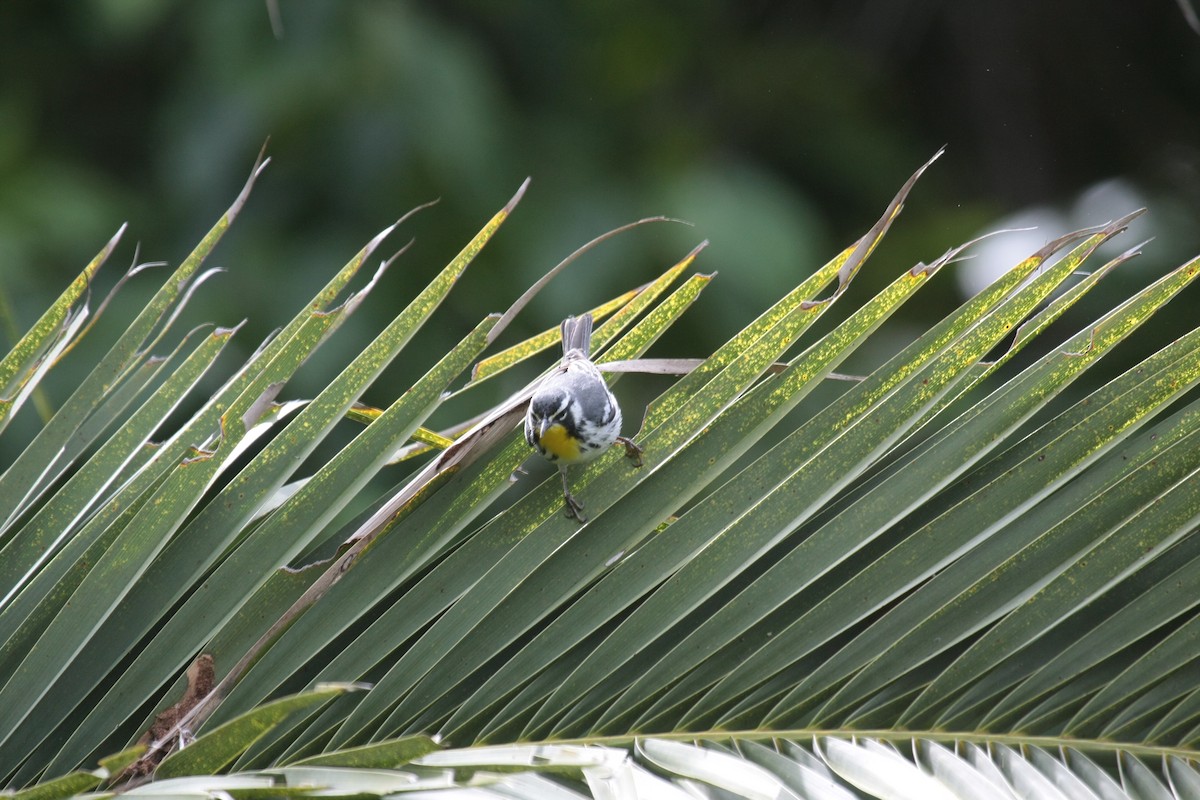 Yellow-throated Warbler - ML647018145